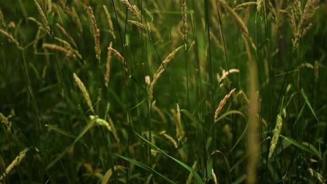 tall green grass moving in the wind slow motion pan