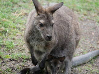 Naklejka na ściany i meble Kangaroo mit Baby
