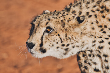 closeup of cheetah. Africa. Namibia. Cheetah head.