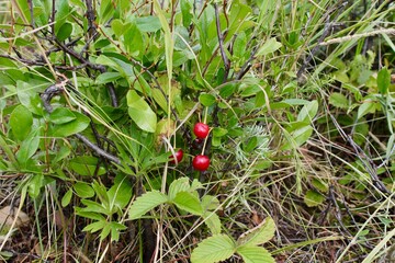 Close-up wild ripe cherry on a green bush