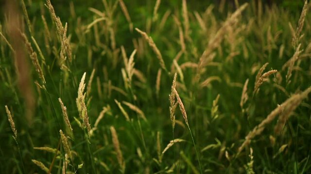 tall green grass moving in the wind slow motion push