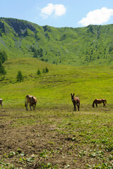 Mountain landscape along the road to Crocedomini pass. Horses and donkeys