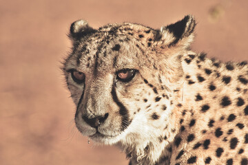 closeup of cheetah. Africa. Namibia. Cheetah head.