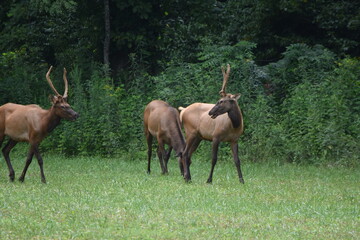 Elk in field