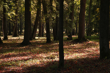 autumn in the forest