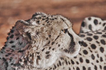 closeup of cheetah. Africa. Namibia. Cheetah head.