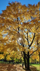 autumn trees in the park