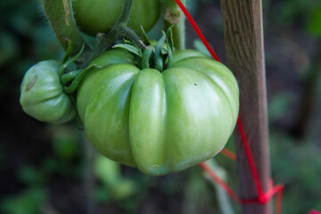 Unripe Tomatoes growing on a vine in a garden