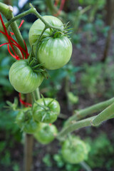 Fototapeta premium Unripe Tomatoes growing on a vine in a garden