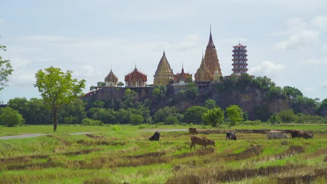 Cows eating green rice and grass field at Wat Tham Sua or Tiger Cave Temple, in Kanchanaburi district, Thailand. Famous tourist attraction in travel vacation concept. Animals in agriculture farm.