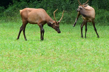 elk in field