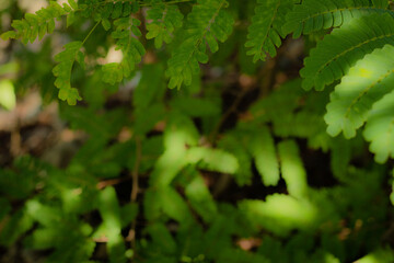 nature view of green leaf on blurred greenery background