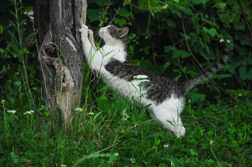 Cat sharpening its claws