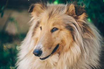 Animal. Dog. nature background. 