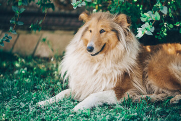 dog on grass. Dog. Grass background. 