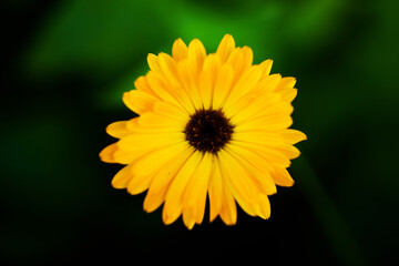 yellow daisy flower. Flowers background. Summer time. 