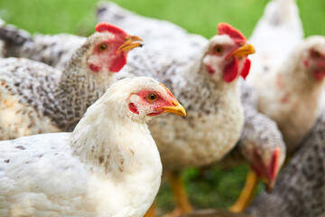 group of young chickens over green grass background. outdoor. chicken farm concept