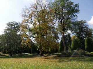 Bäume im Herbst