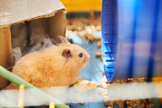 house pet brown hamster. domestic animals. cute adorable mammal