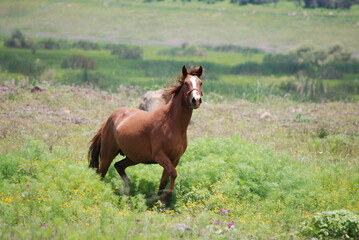 Fototapeta premium koń w polu
