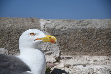 Nahaufnahme Möve vor Natursteinmauer
