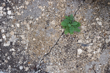 A green plant grows in a crack of old concrete with lichens