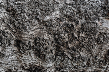 Full-screen texture of the bark of a gnarled oak tree