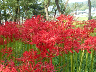 満開の曼珠沙華。