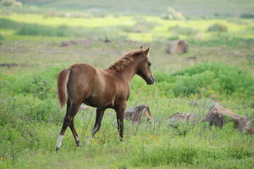 horse in the meadow