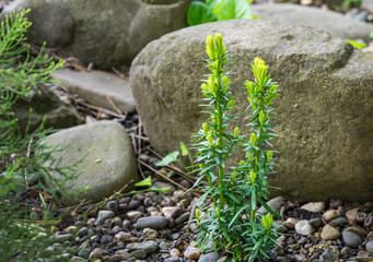 Taxus baccata David (Yew tree, English or European yew) young bush in the garden on big stone background. Green small branches of  yew tree. Selective focus