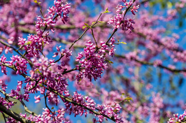 Eastern Redbud, or Eastern Redbud Cercis canadensis purple spring blossom in sunny day. Close-up of Judas tree pink flowers. Selective focus. Nature concept for design.