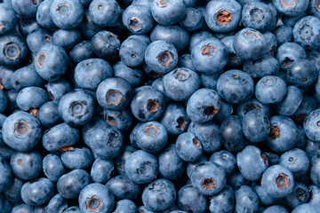 Blueberry background. Ripe blueberries close up. Organic and healthy food.