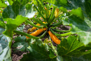 Yellow zucchini growing on the farmland ready to be harvested. Fresh organic vegetable surrounded by green leafs on a sunny day