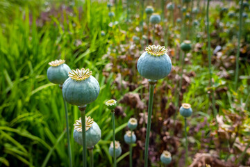 Close up view of poppy seed head growing in the farm garden outside