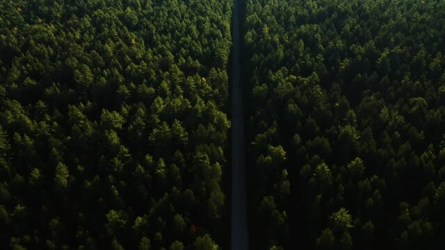 A road in the forests of Northern Michigan 
