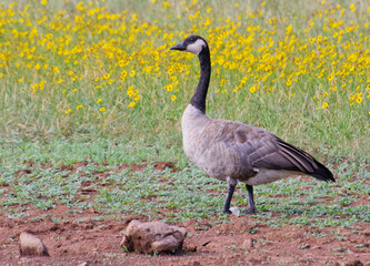 Canada goose, Upper Lake Mary, Arizona