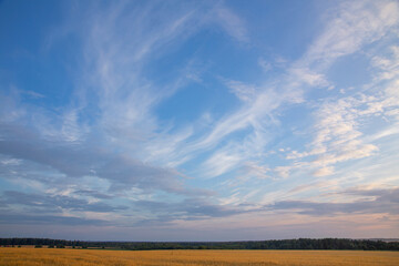 white and pink Cirrus clouds on a blue sky on a summer evening, background