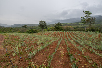 cultivo de pi&ntilde;a