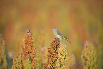 Canário da terra verdadeiro em uma plantação de sorgo
