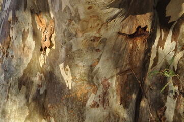 Bark of a Eucalyptus river gum tree