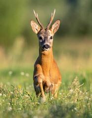 Roe deer buck( Capreolus capreolus ) © Piotr Krzeslak
