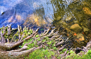 Roots of a tree entwine in the water of a lake.