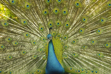 Obraz premium peacock with feathers out of focus