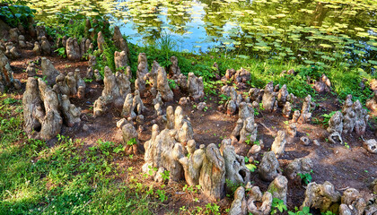 Bald cypress aerial roots by the river with water lilies.
