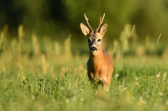 Roe deer buck( Capreolus capreolus )