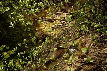 butterfly leaves