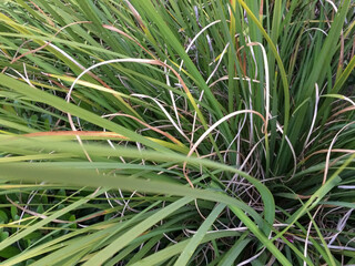 lemon grass plants