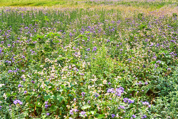 Abundance of blooming wild flowers on the meadow in summer.