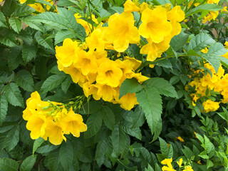 yellow flowers in the garden