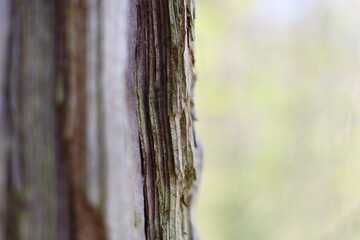 Rinde von Mammutbaum